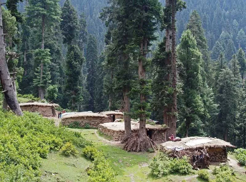 Classic Kashmir
