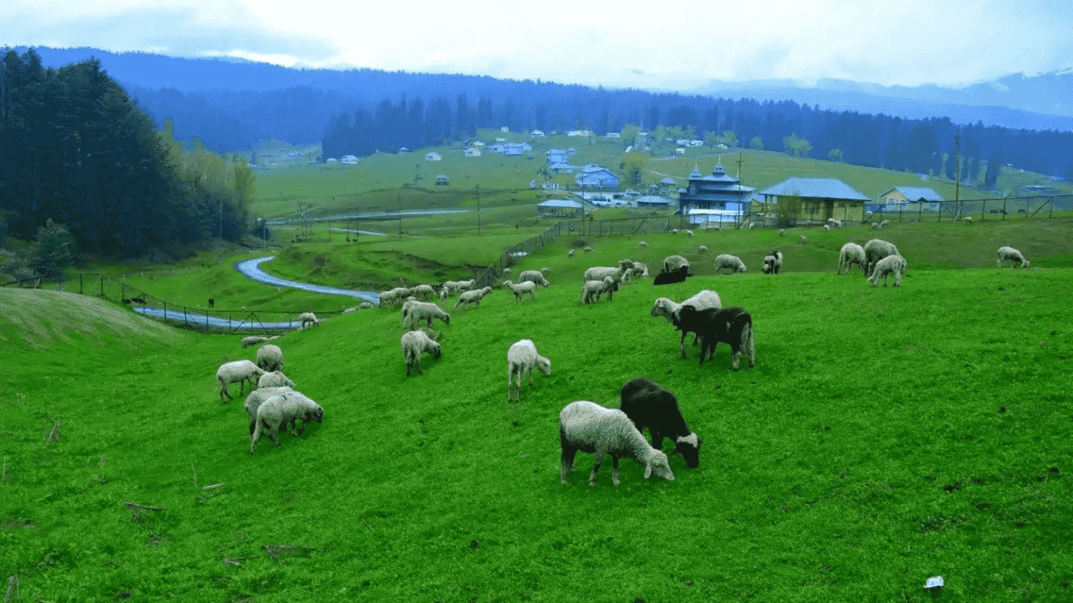Classic Kashmir