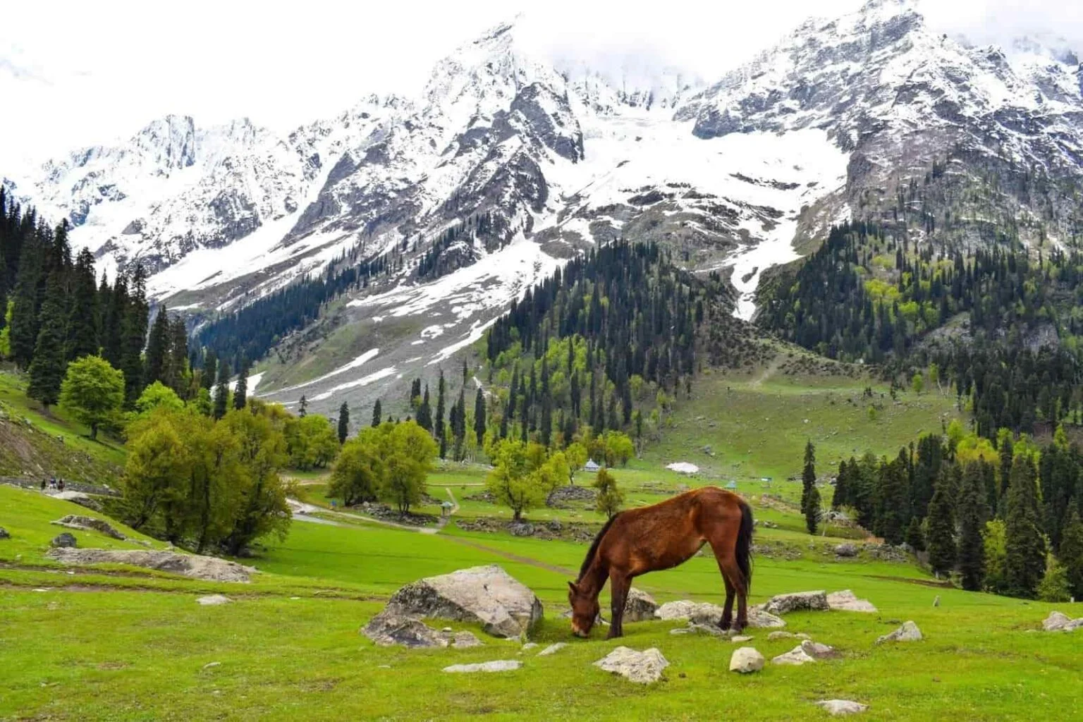 Classic Kashmir